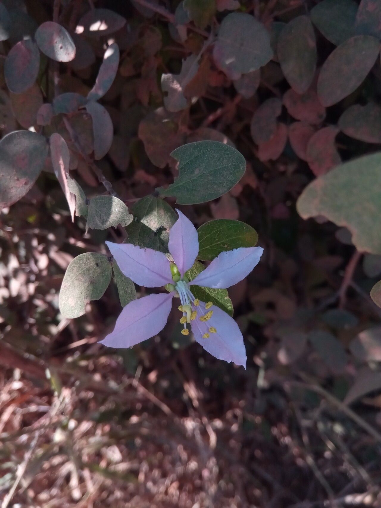 Bauhinia morondavensis — houseplant care guide