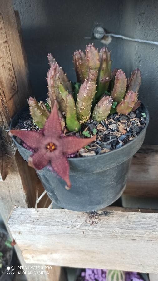 Stapelia schinzii flower