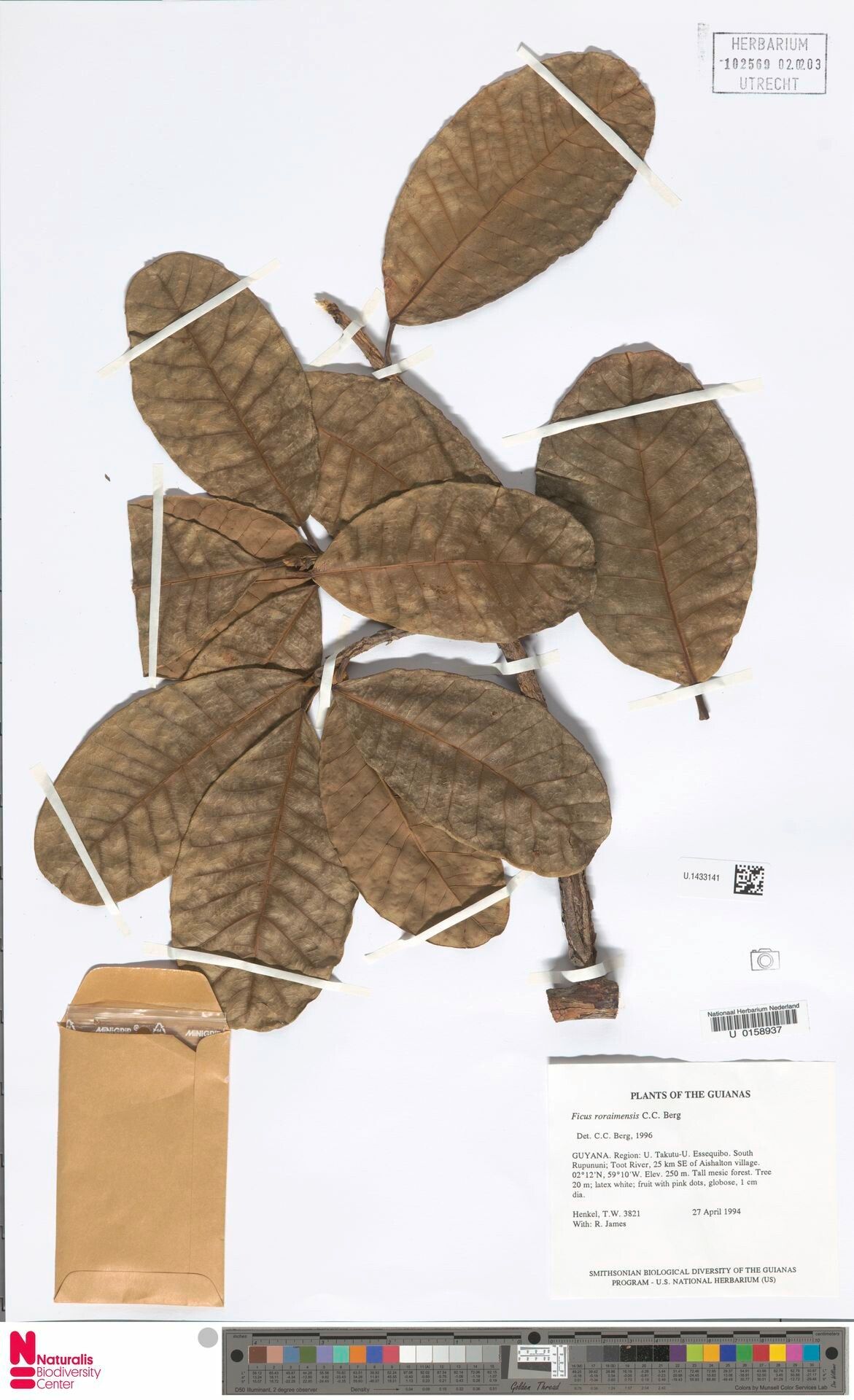 Ficus roraimensis — houseplant care guide