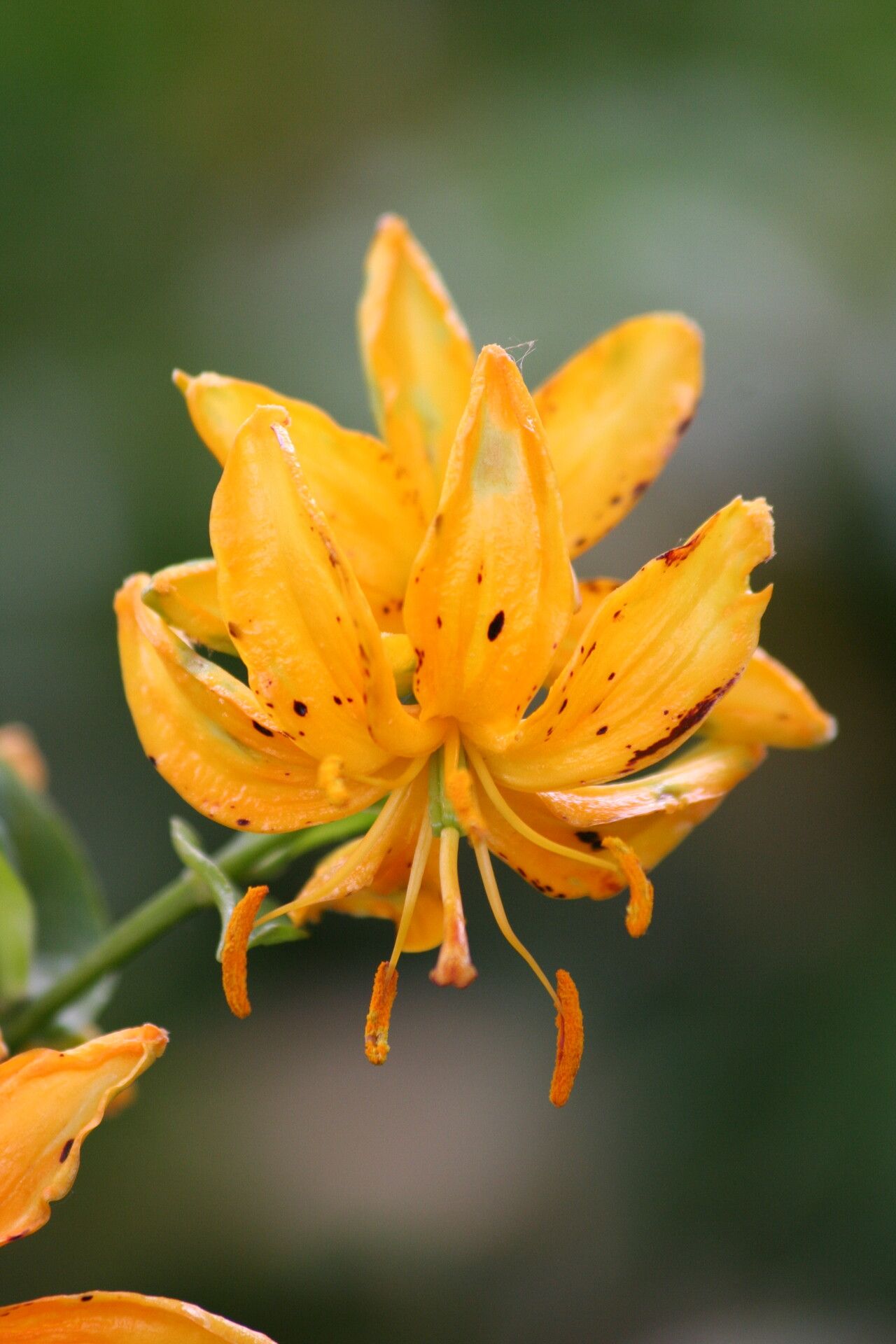 Lilium hansonii flower
