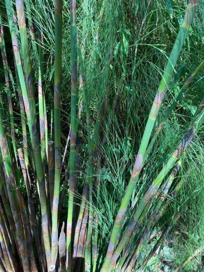 Elegia capensis bark