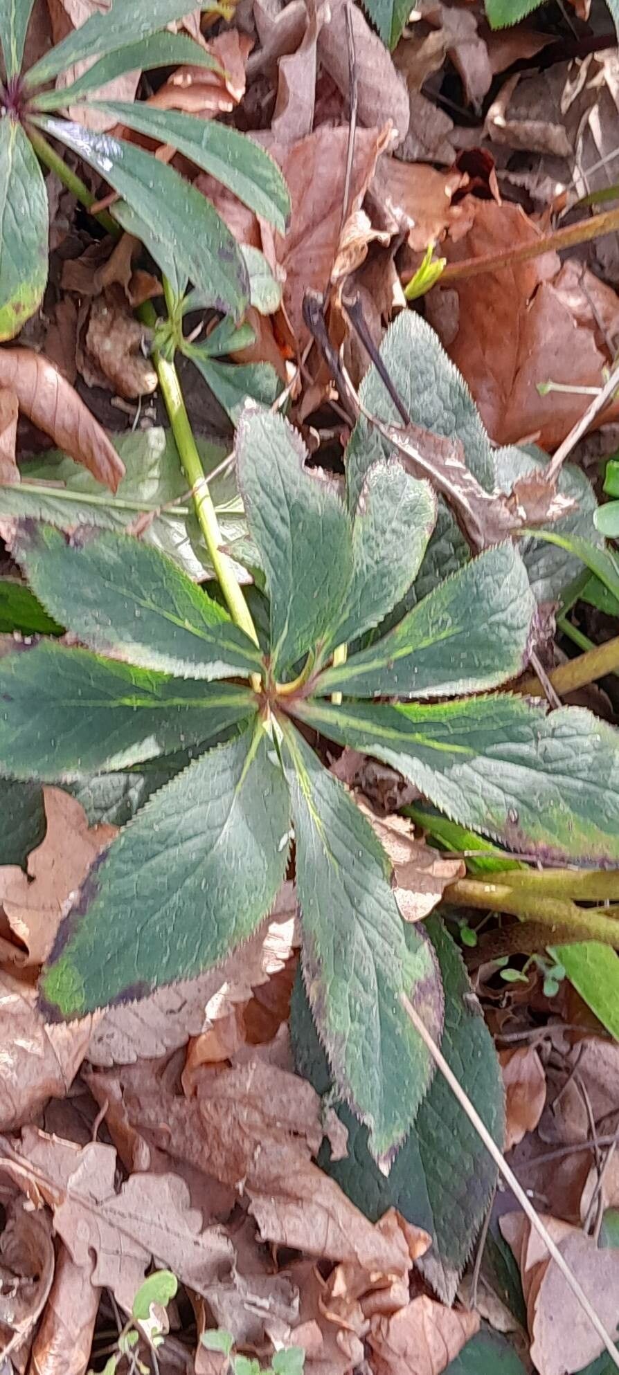 Helleborus × hybridus — search result for 'Helleborus'