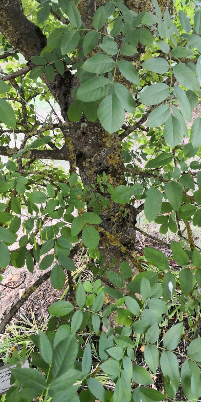 Fraxinus bungeana leaf