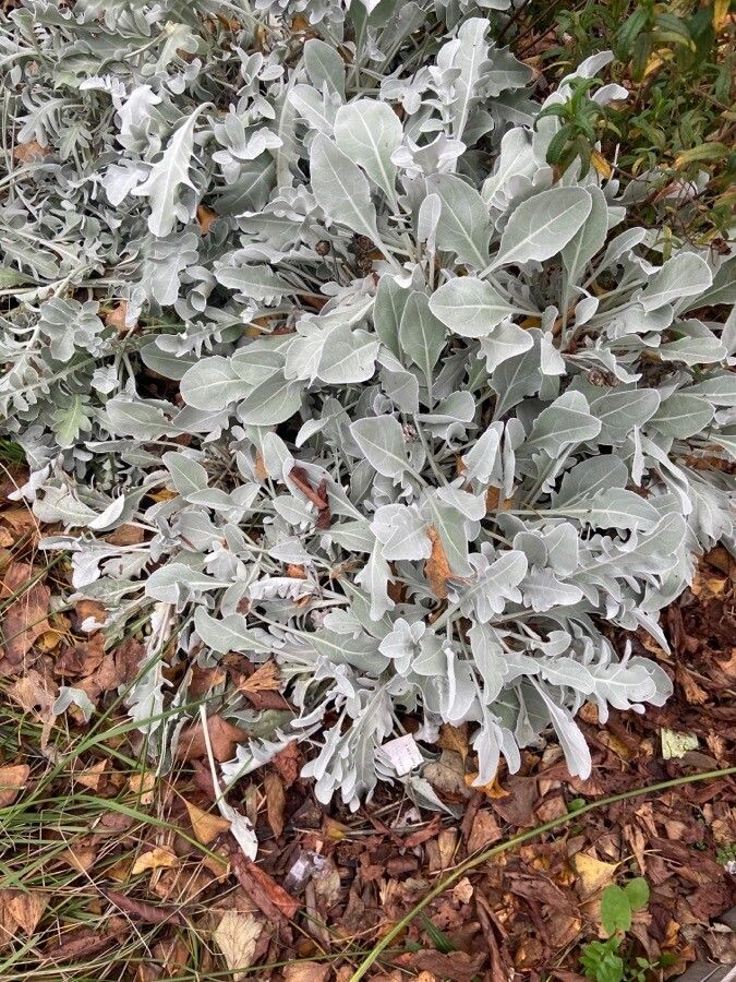 Centaurea ragusina leaf