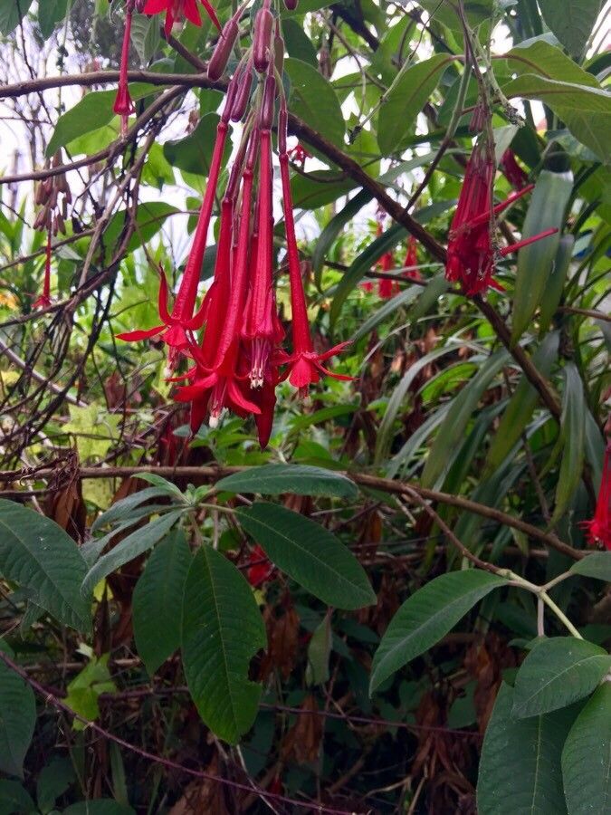 Fuchsia corymbiflora leaf