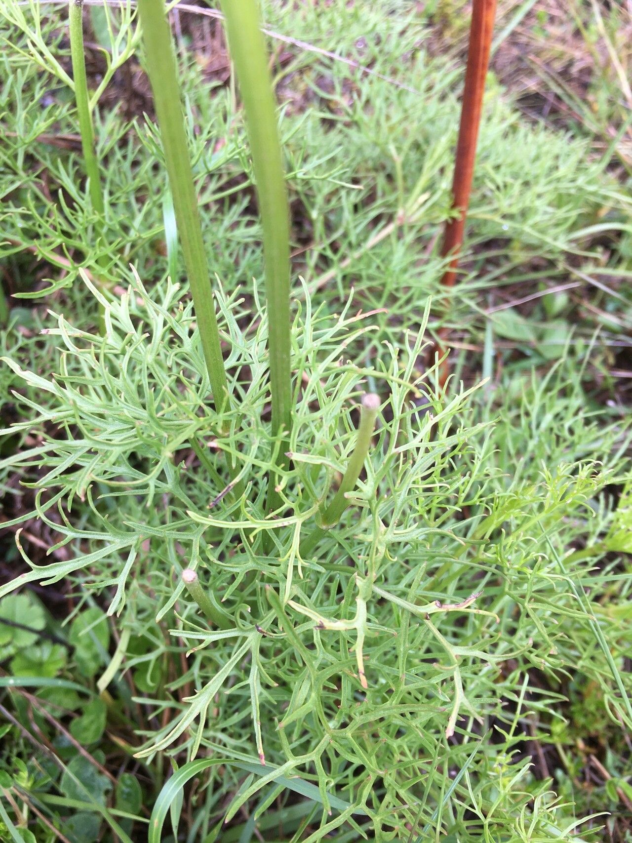 Clematis falciformis — houseplant care guide