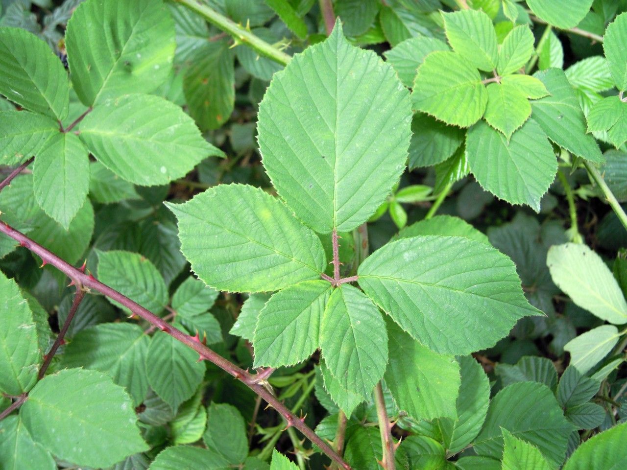 Rubus polyanthemus — houseplant care guide