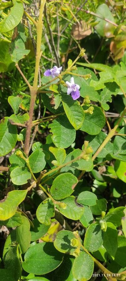 Vitex megapotamica — search result for 'Paraguay'