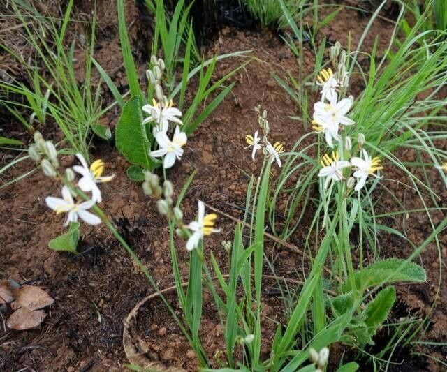 Chlorophytum galpinii habit