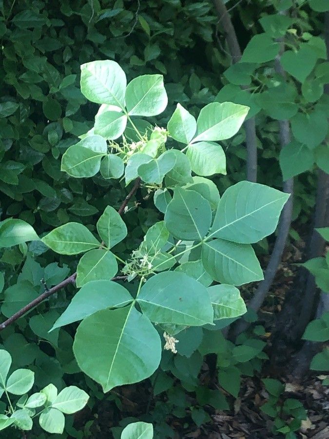 Ptelea trifoliata leaf
