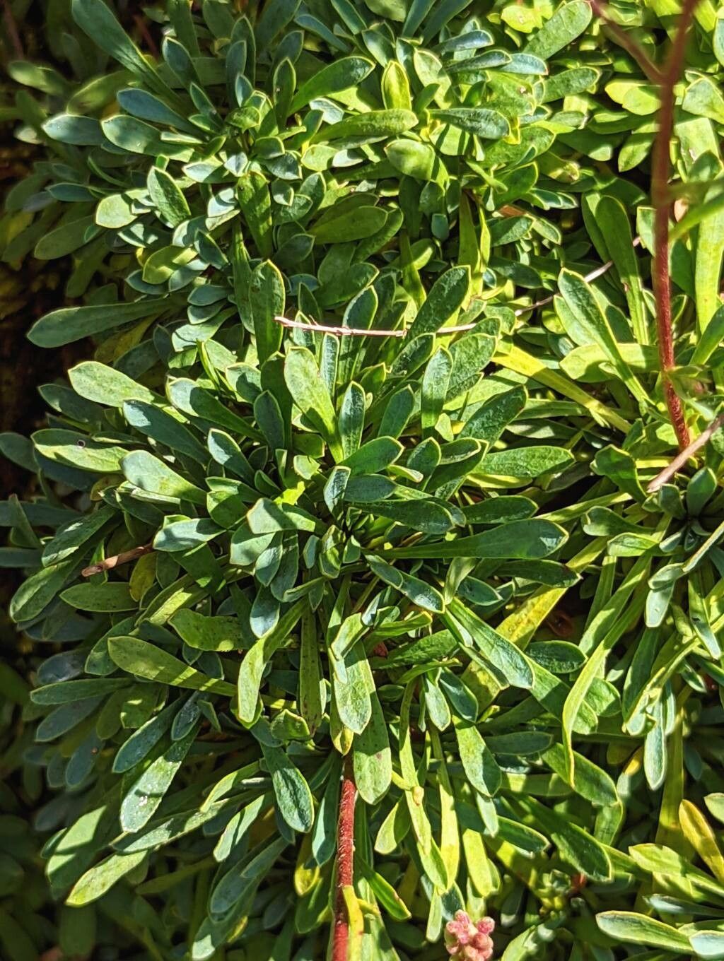 Petrophytum caespitosum — search result for 'Spiraea'