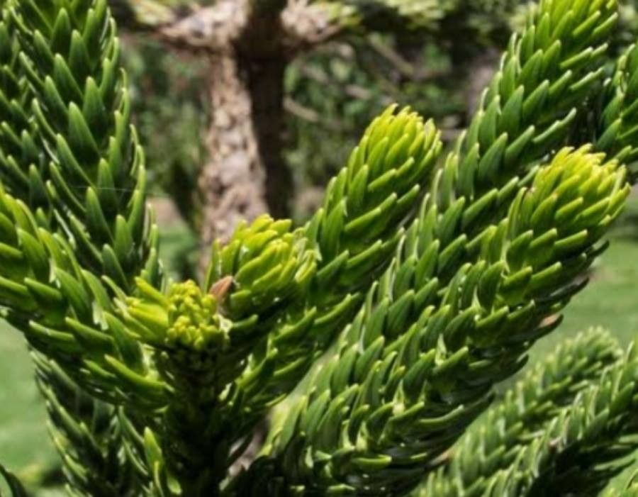 Araucaria rulei — search result for 'Araucaria'