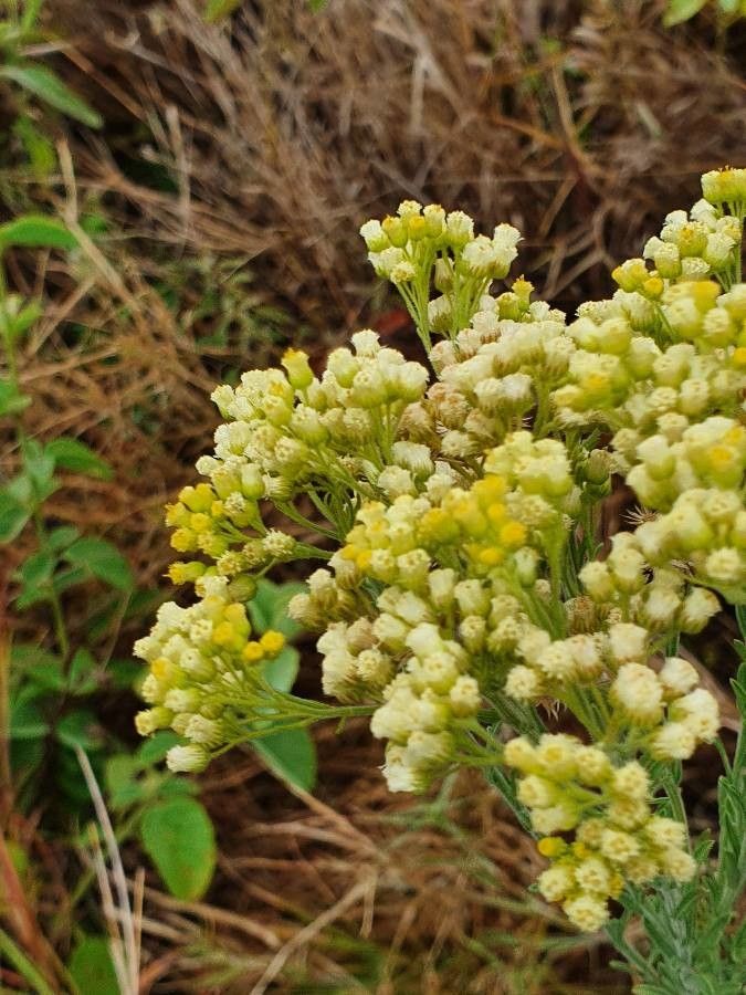 Conyza schimperi flower