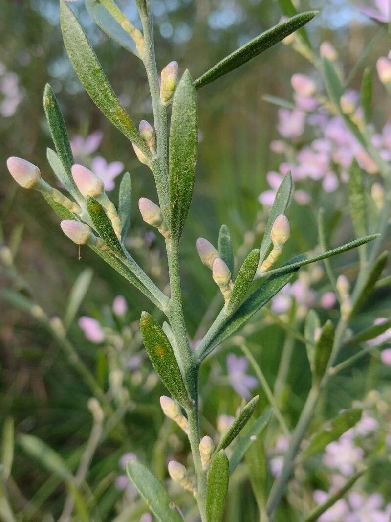 Eriostemon australasius — related species from the same genus