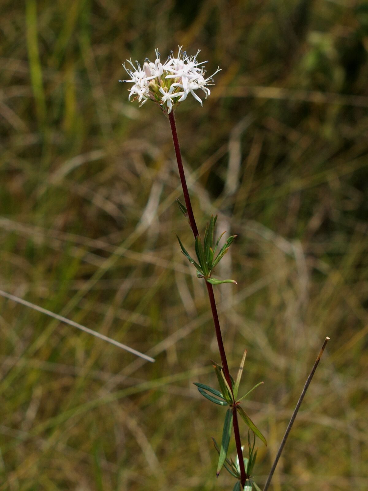Otiophora pycnostachys — houseplant care guide