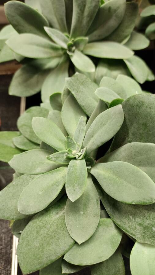 Kleinia cephalophora habit