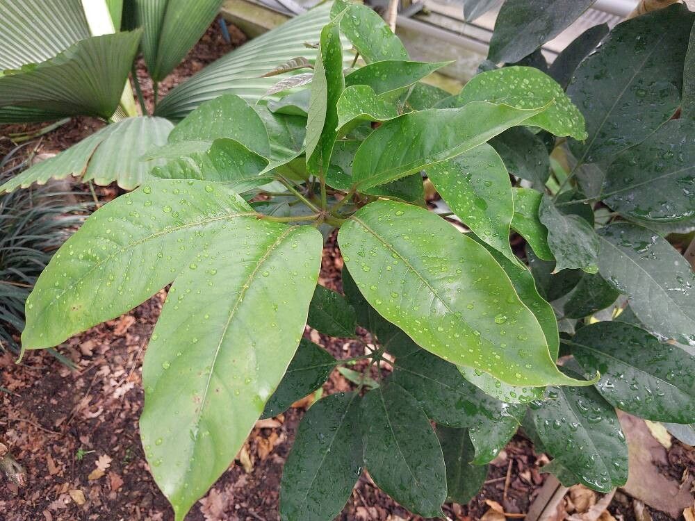 Heptapleurum venulosum — search result for 'Heptapleurum'