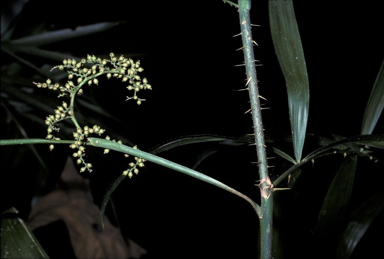 Calamus gracilis flower