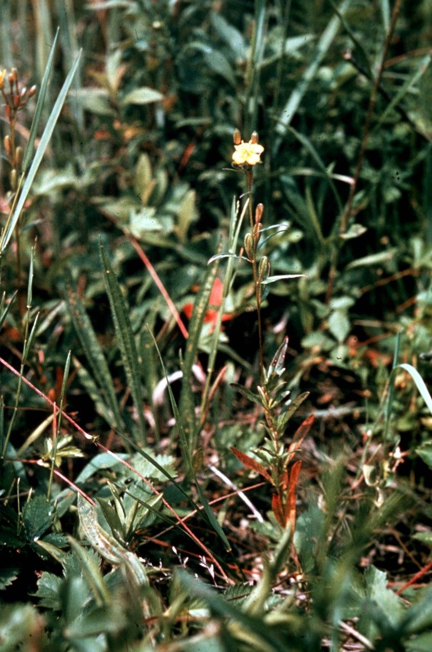 Oenothera perennis habit