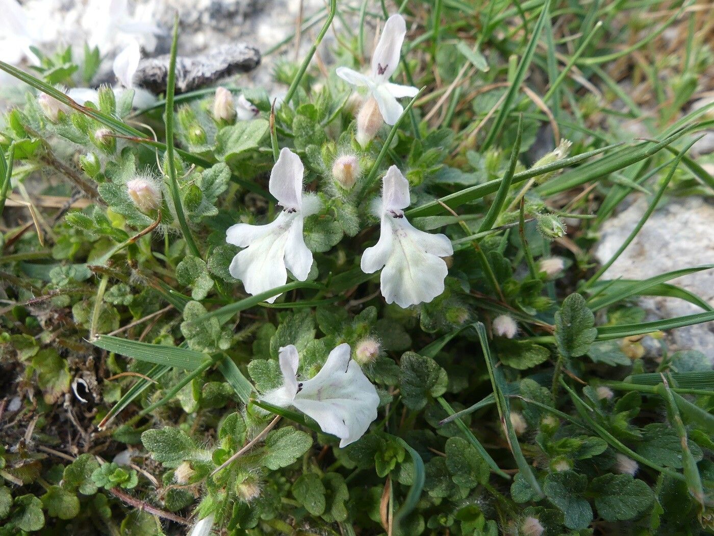 Stachys corsica flower