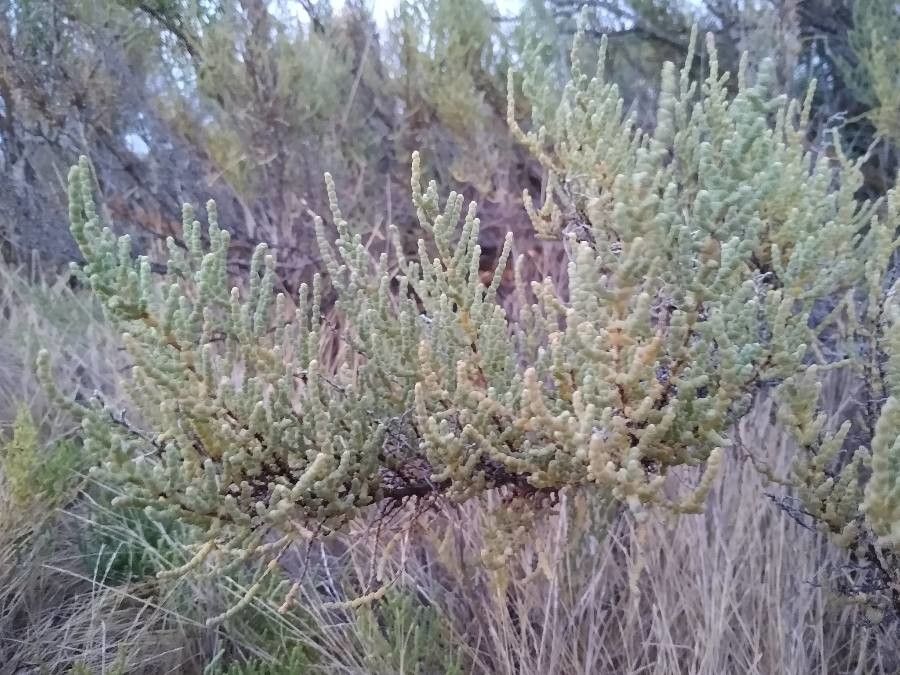 Allenrolfea occidentalis leaf