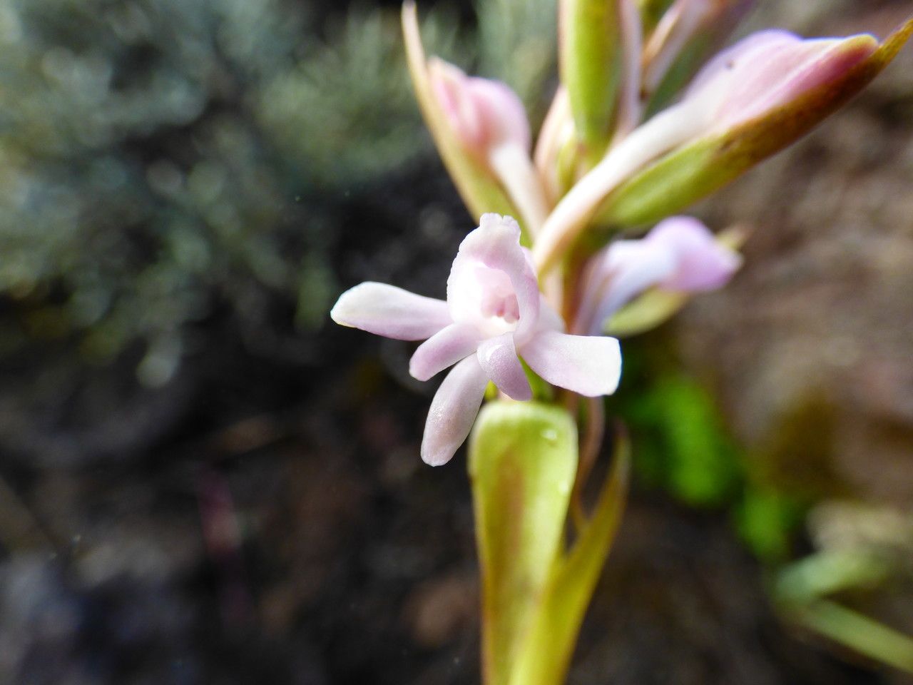 Satyrium amoenum flower