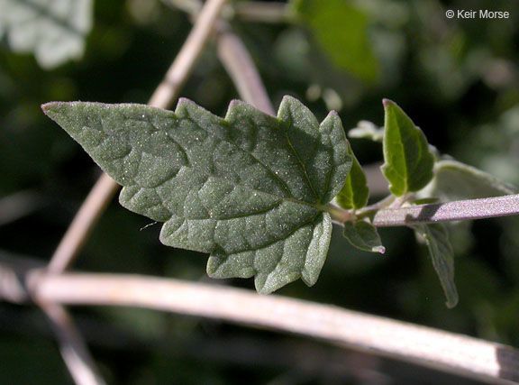Agastache parvifolia — houseplant care guide