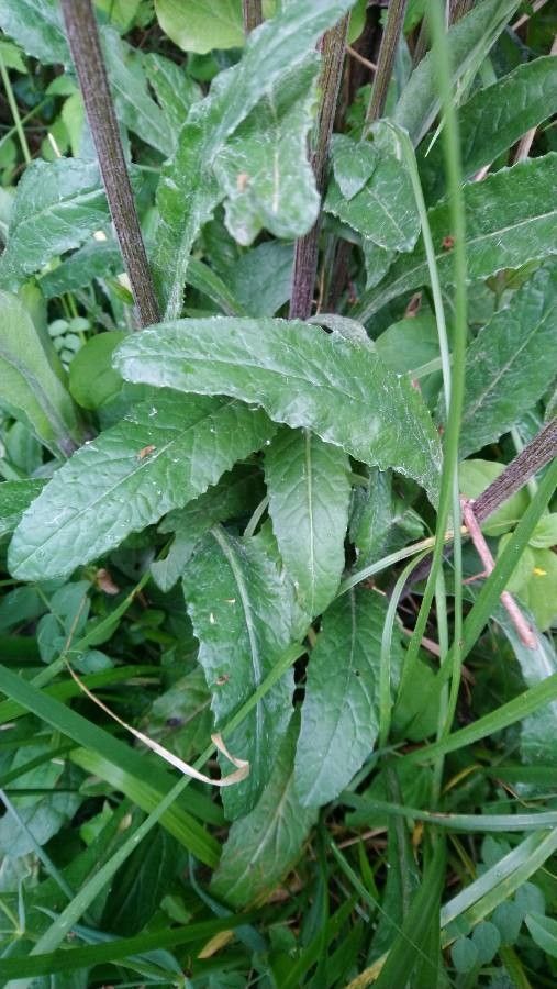 Tephroseris helenitis leaf