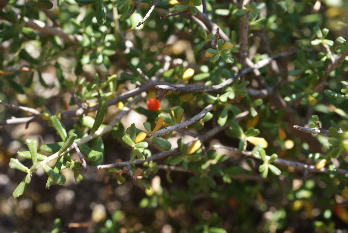 Daphne rodriguezii habit