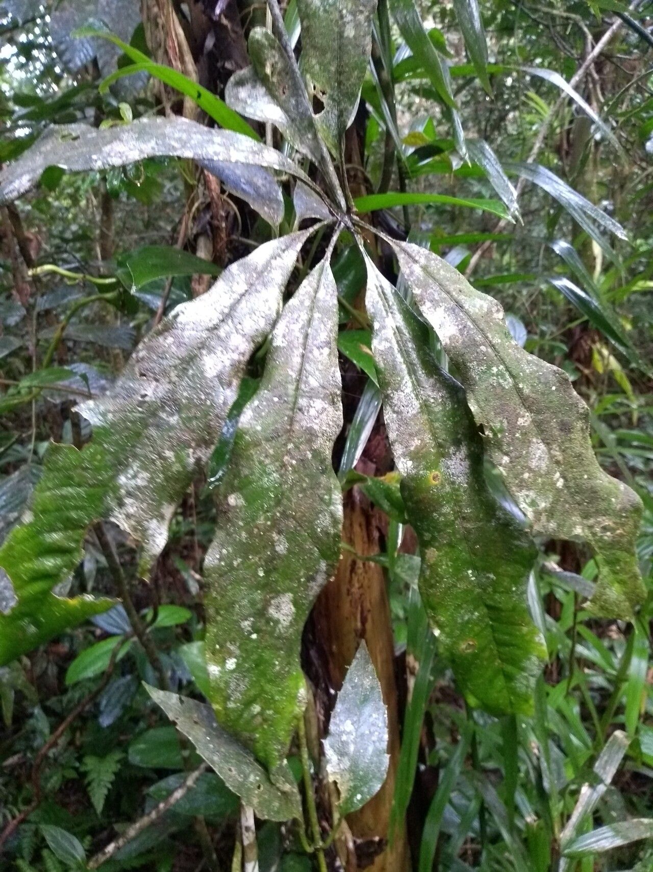 Anthurium sinuatum leaf