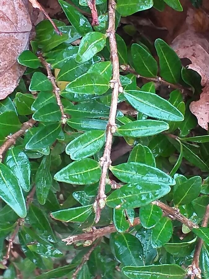 Lonicera pileata — search result for 'Lonicera'