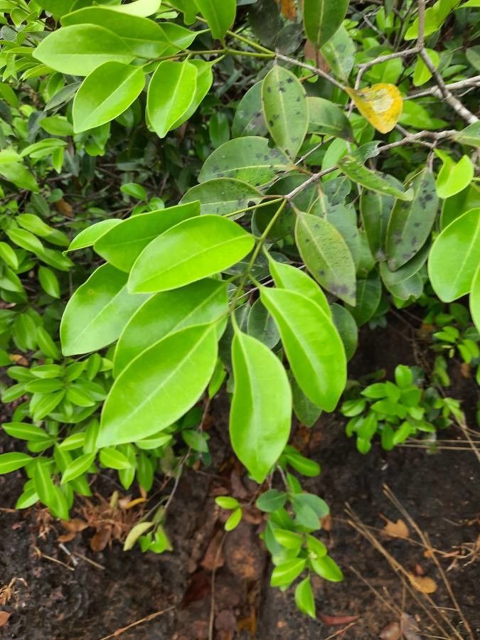 Embelia ribes — search result for 'Primulaceae'