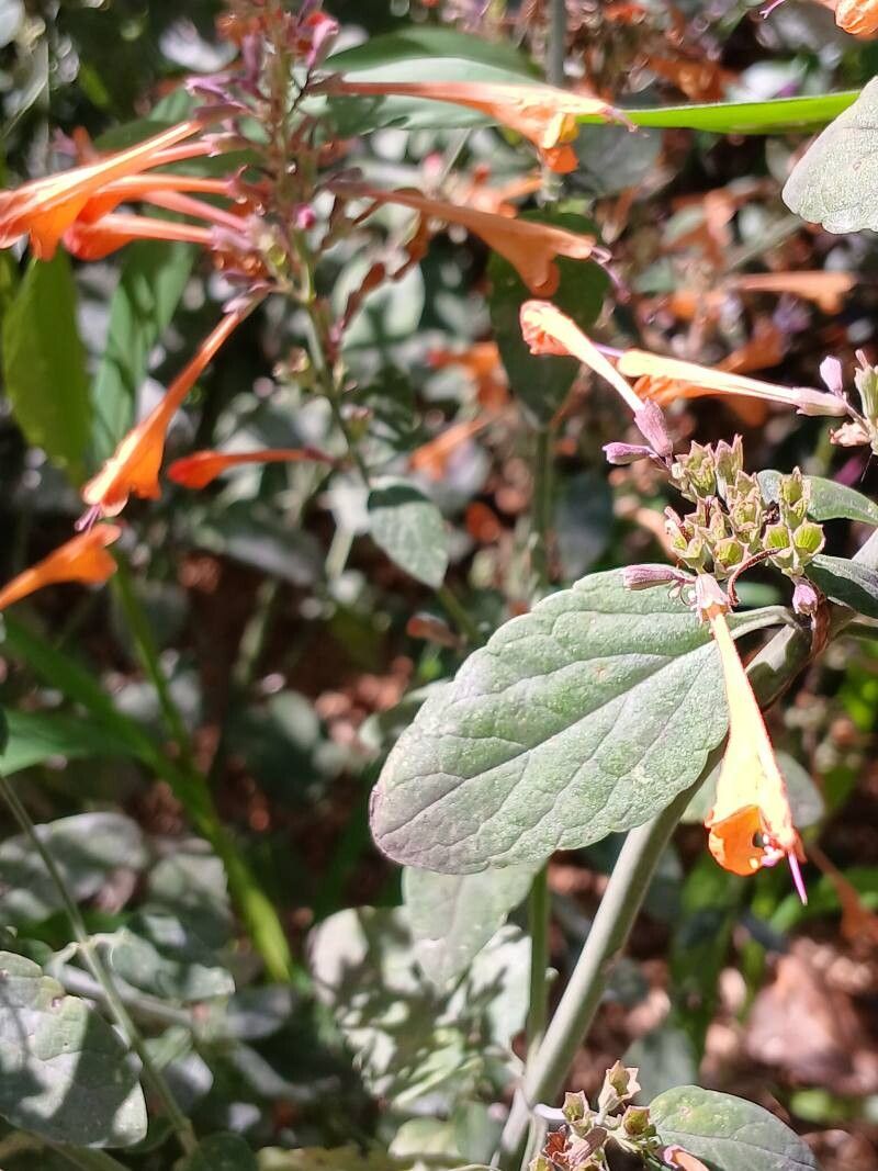 Agastache aurantiaca