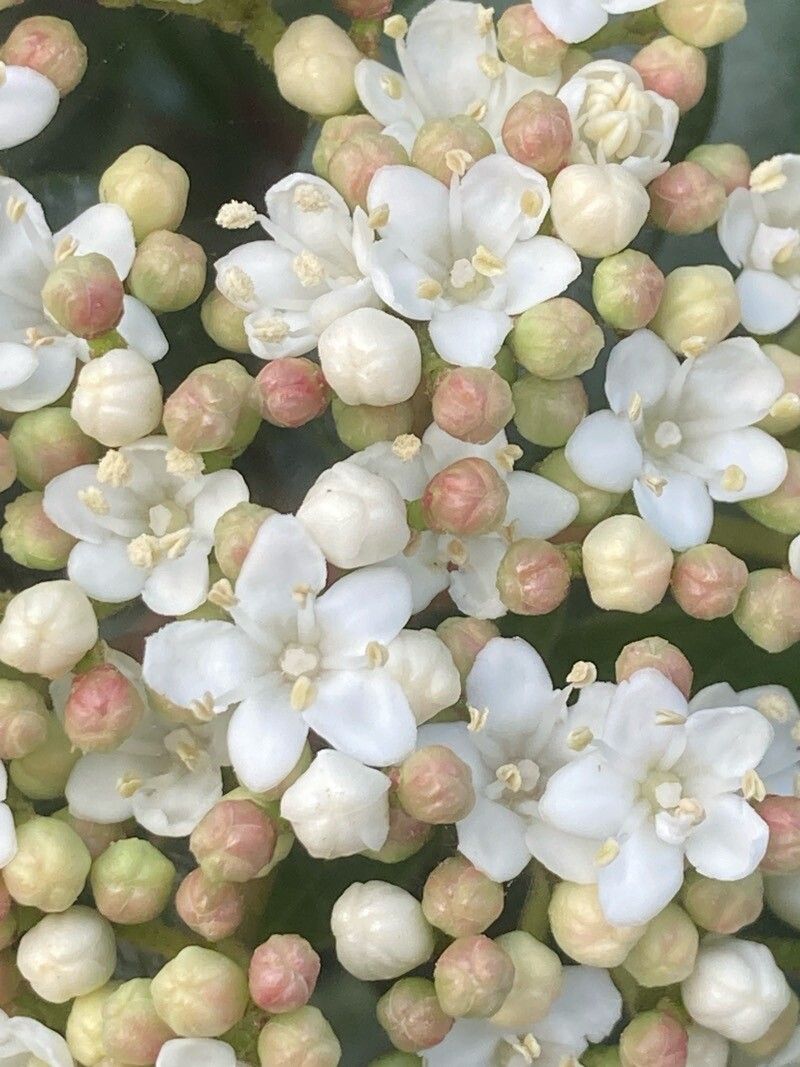 Viburnum rugosum flower
