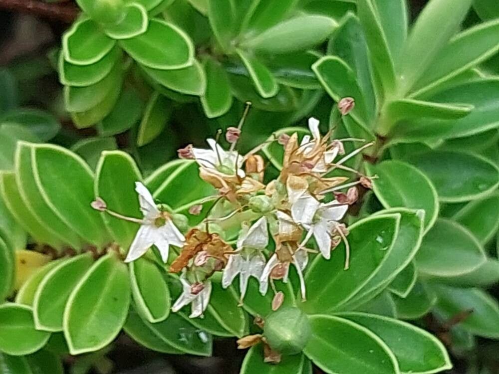 Veronica subalpina flower