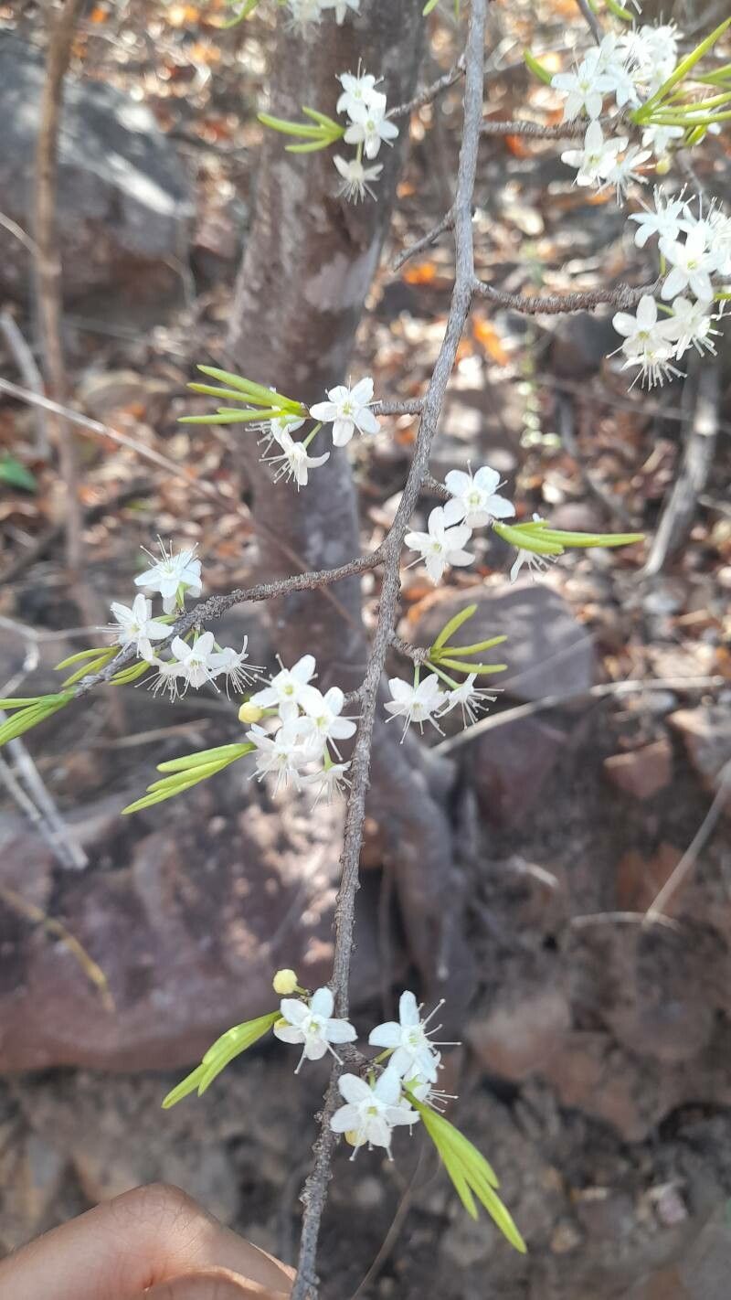 Erythroxylum rotundifolium flower