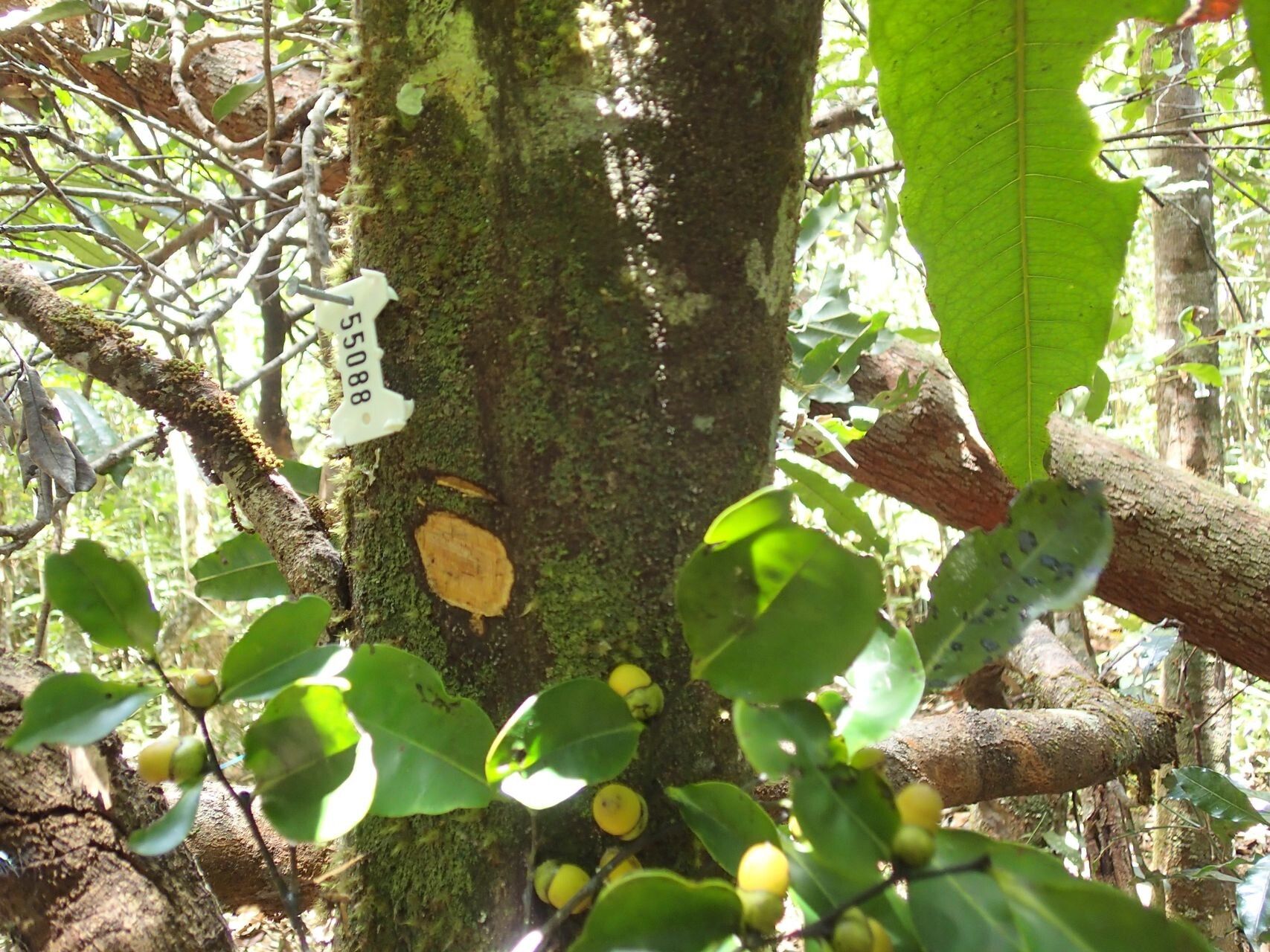 Diospyros tireliae bark
