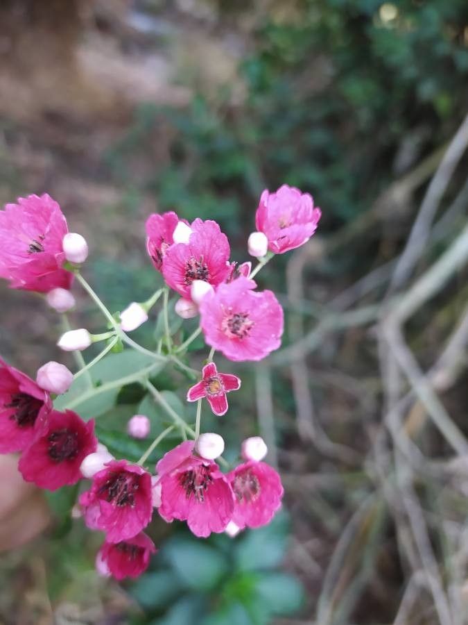 Vallea stipularis flower