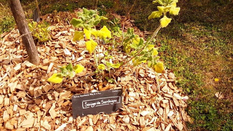 Salvia desoleana habit