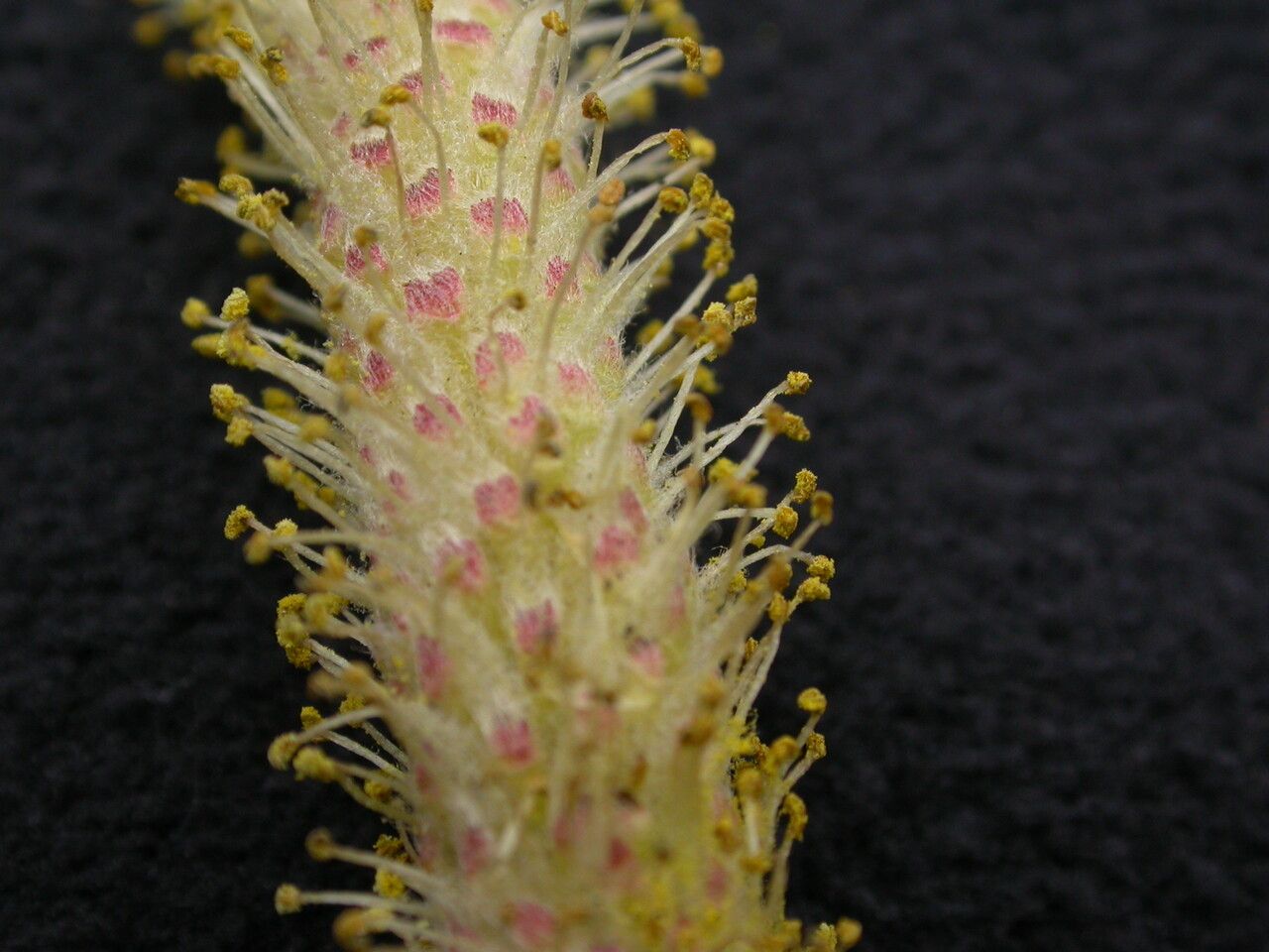 Salix daltoniana flower