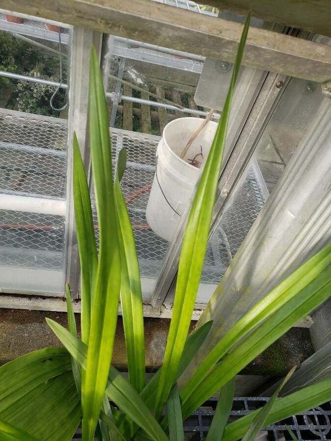 Cymbidium ensifolium leaf