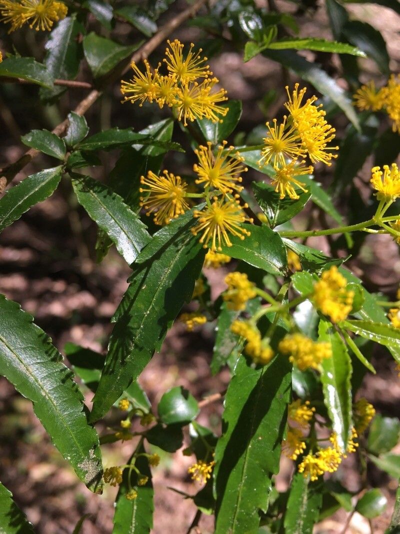 Azara lanceolata flower