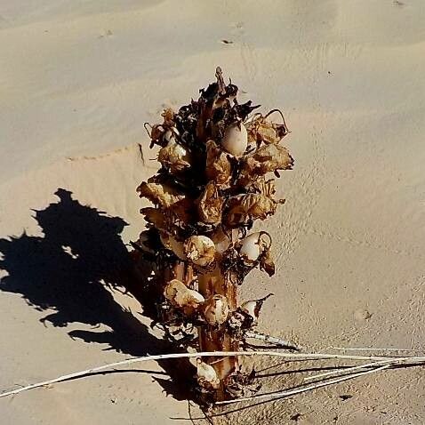 Orobanche densiflora fruit