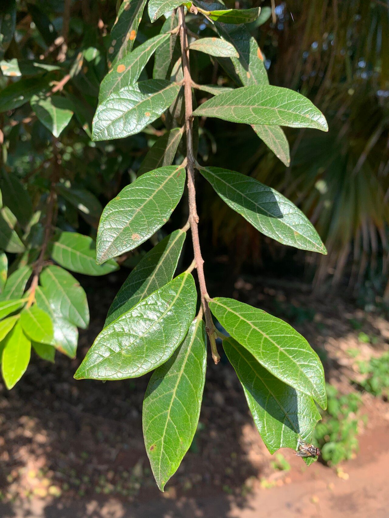 Campomanesia sessiliflora — houseplant care guide
