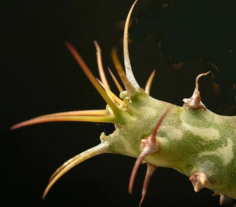 Euphorbia horwoodii — houseplant care guide