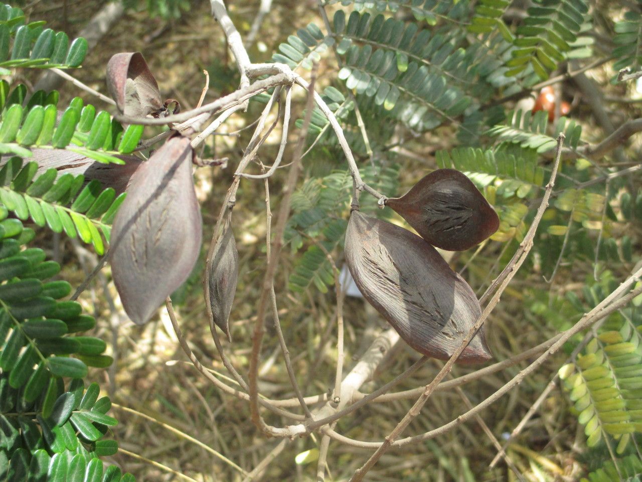 Peltophorum pterocarpum fruit