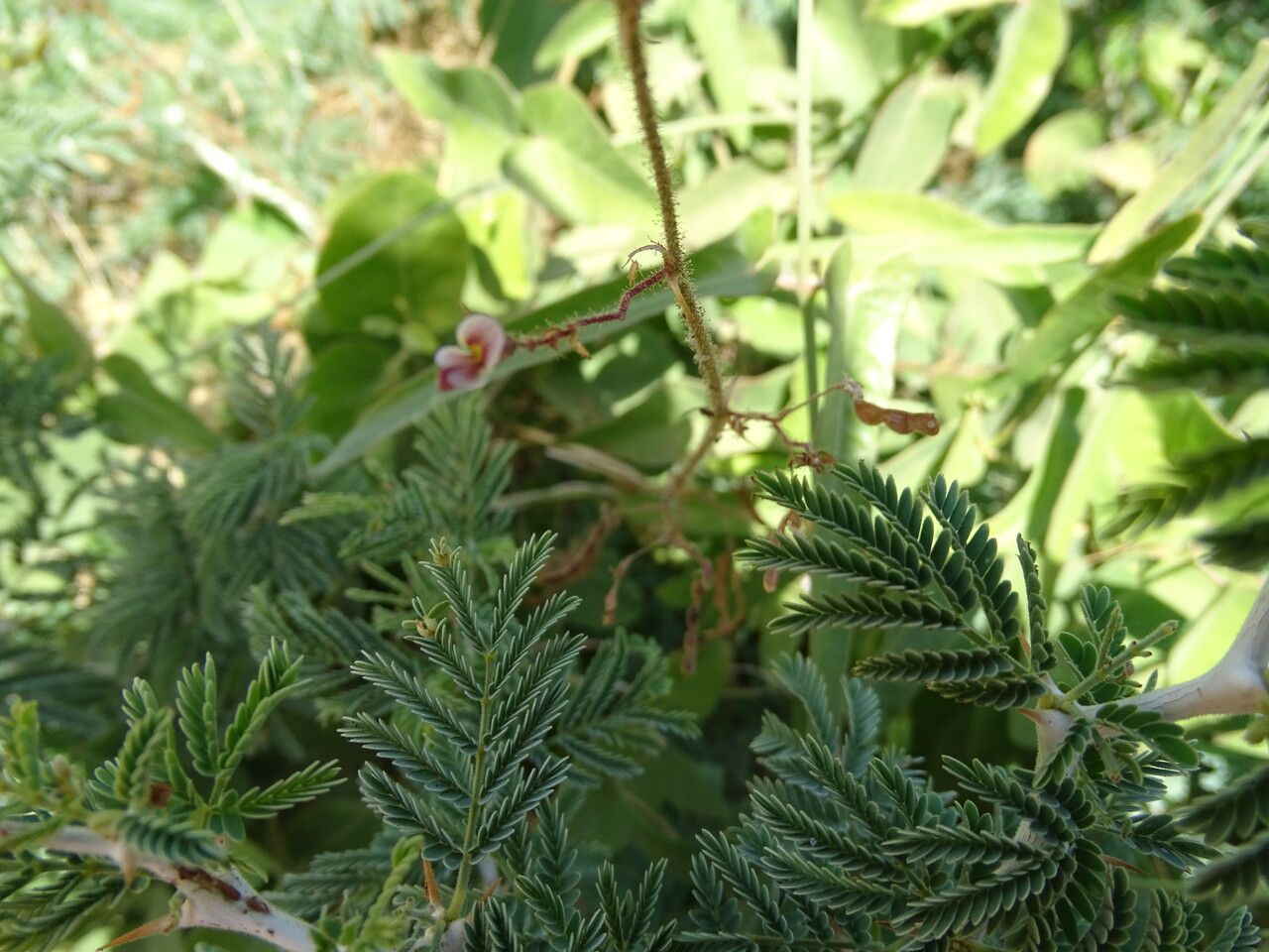 Aeschynomene indica flower