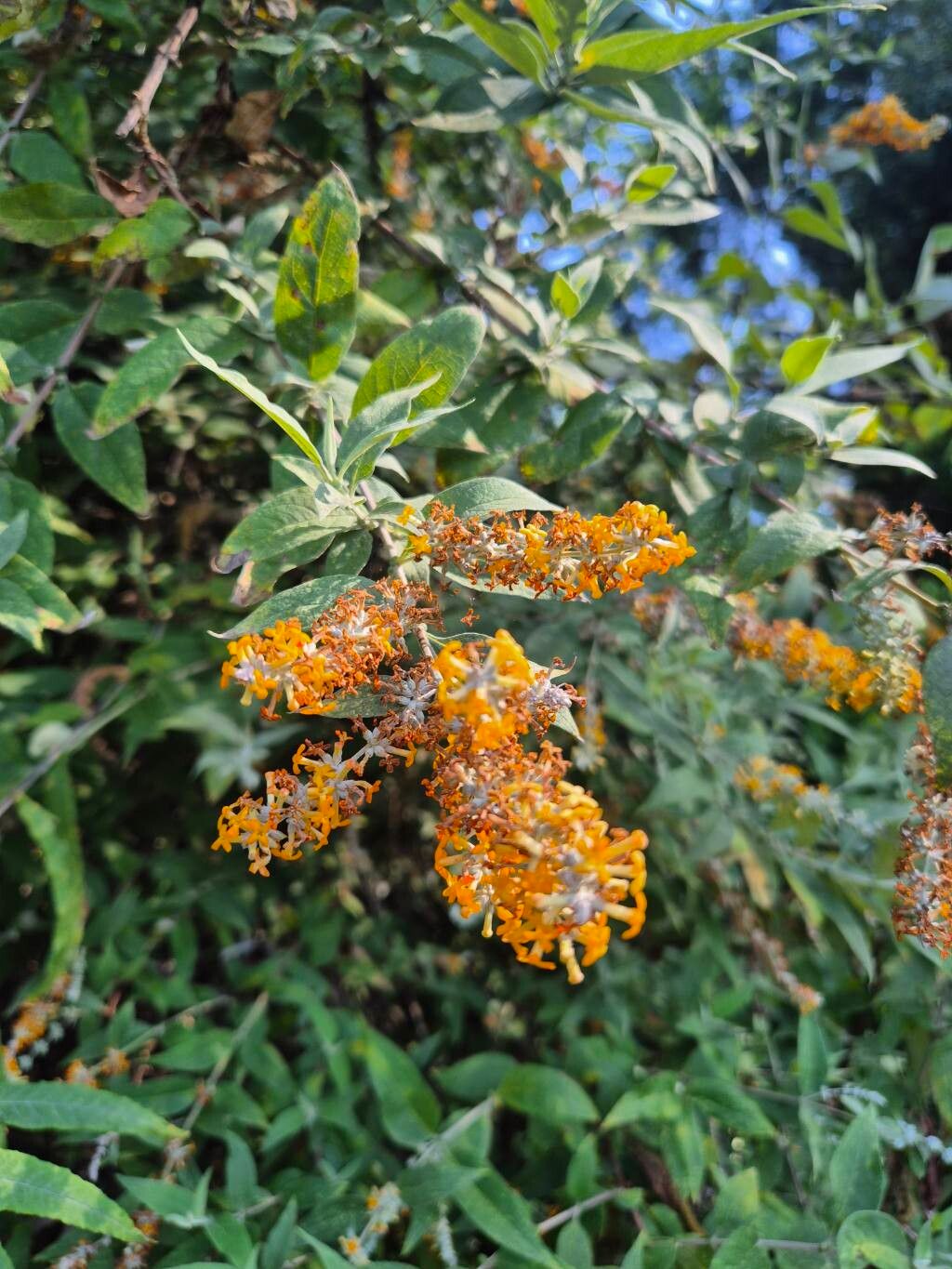Buddleja polystachya flower