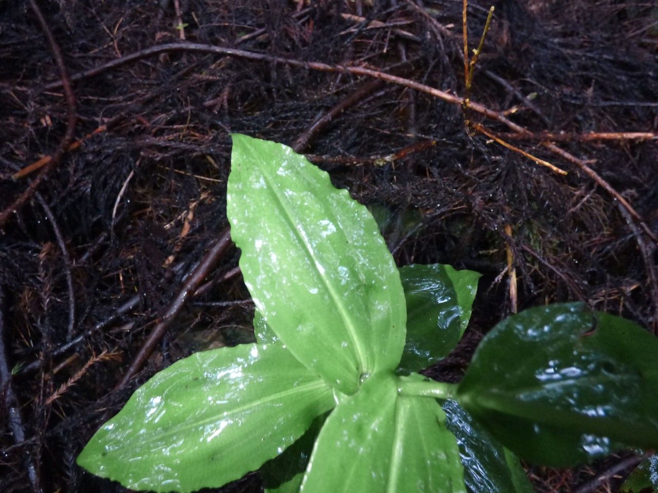 Habenaria sigillum — houseplant care guide