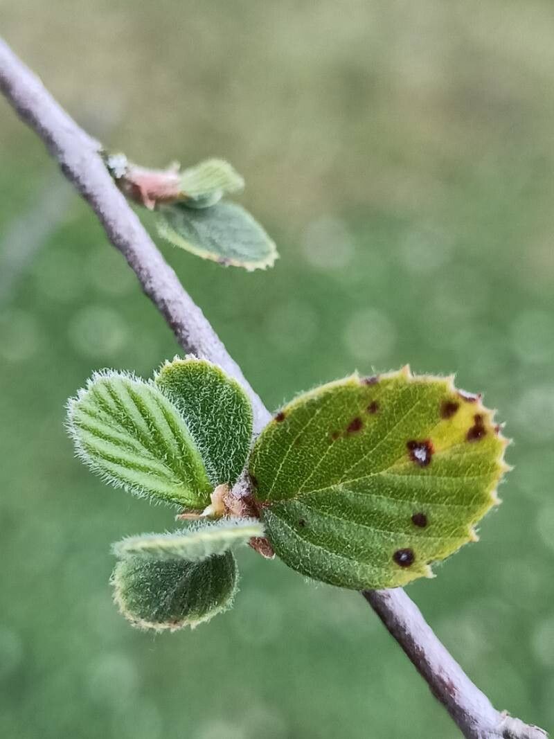 Cercocarpus betuloides — related species from the same genus